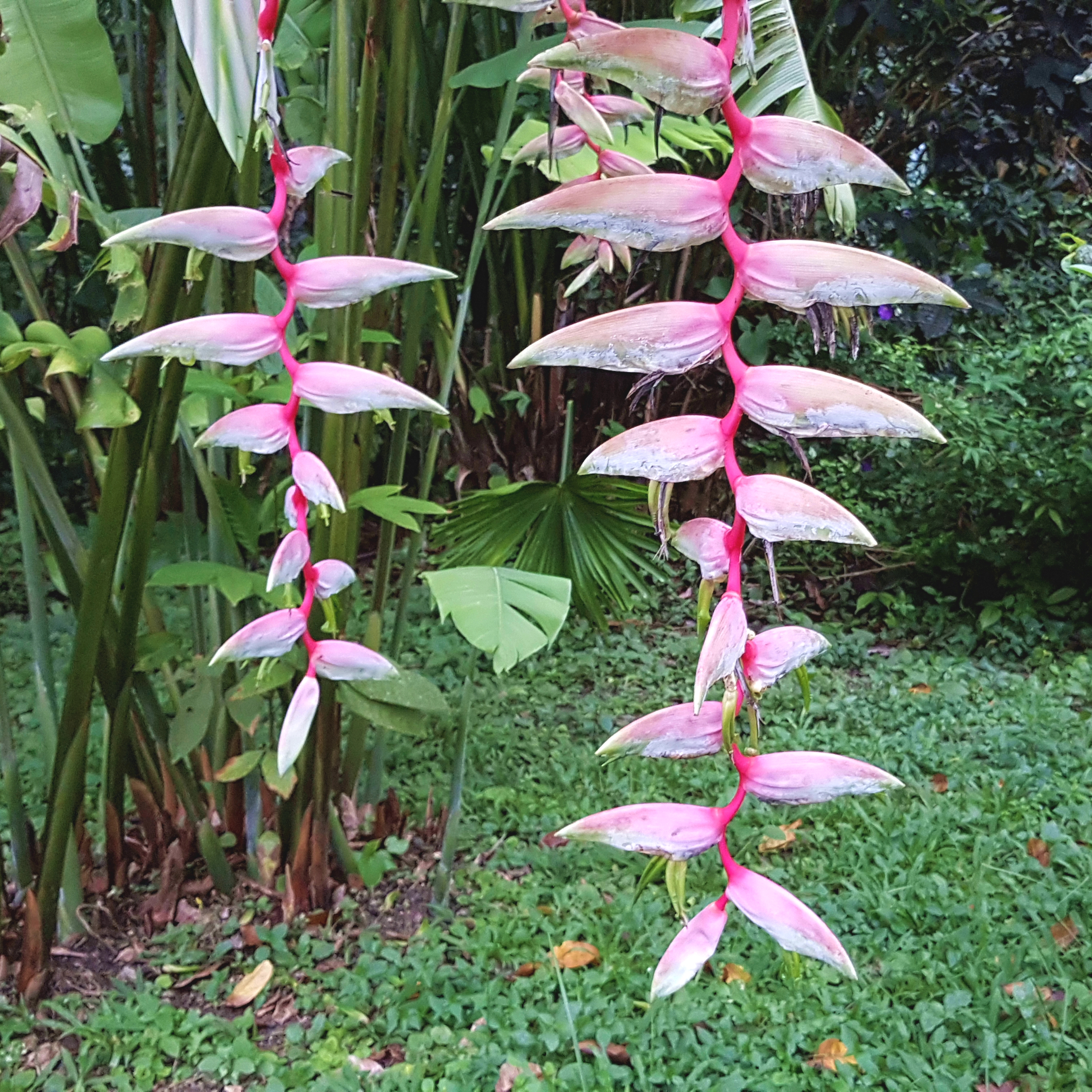 Costa Rica Impressionen Fantasia Blumen1