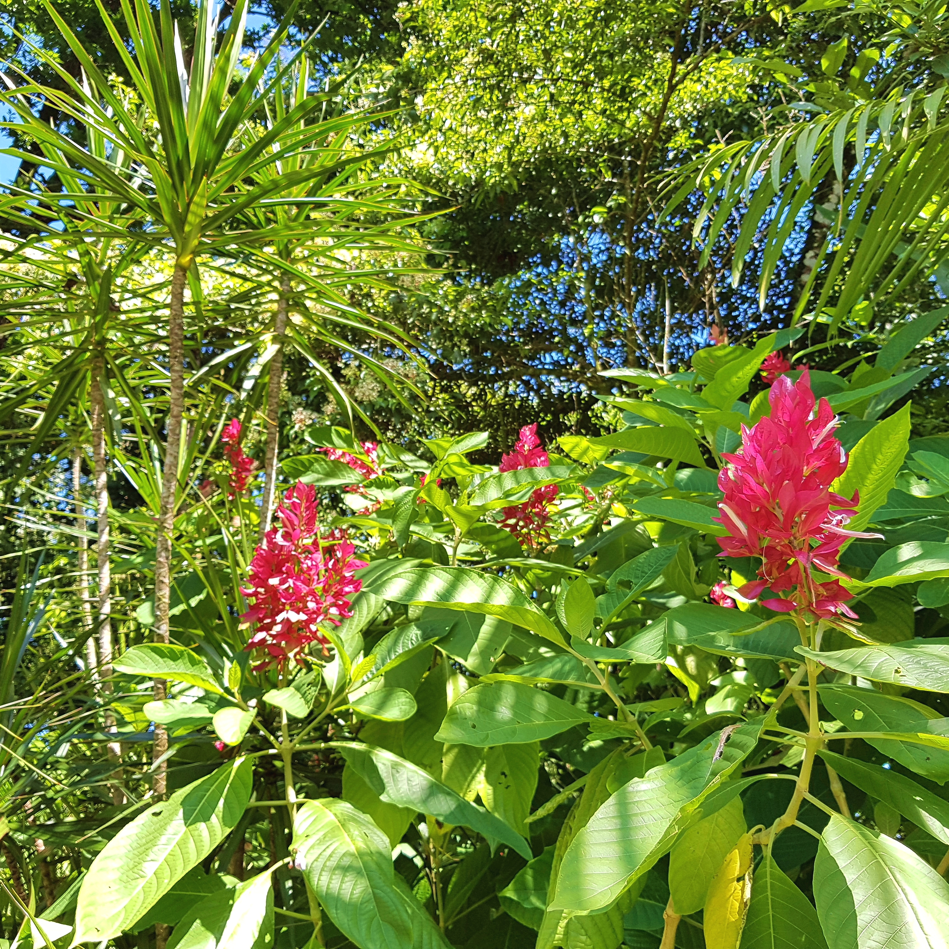 Costa Rica Impressionen Fantasia Blumen16
