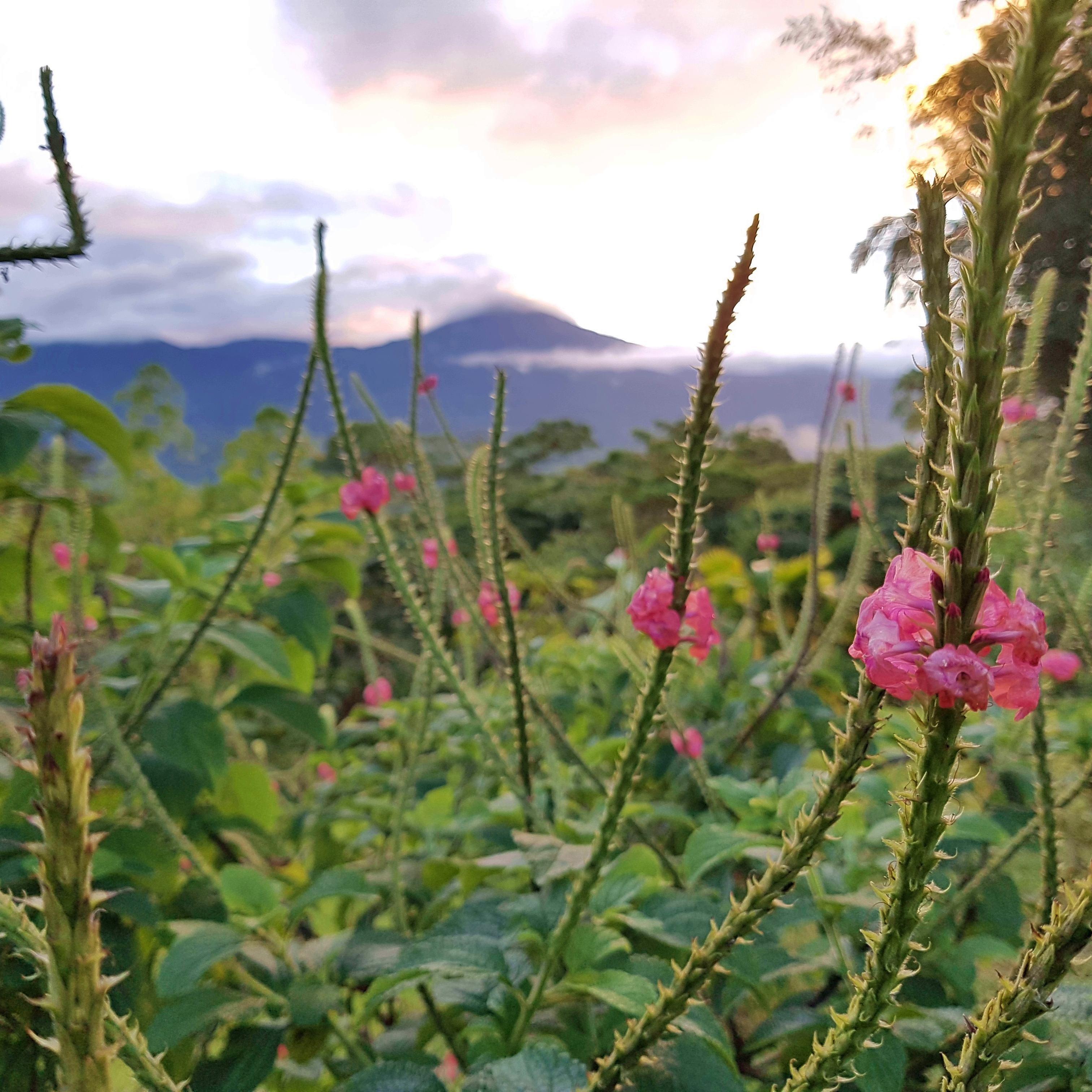 Costa Rica Impressionen Fantasia Blumen19