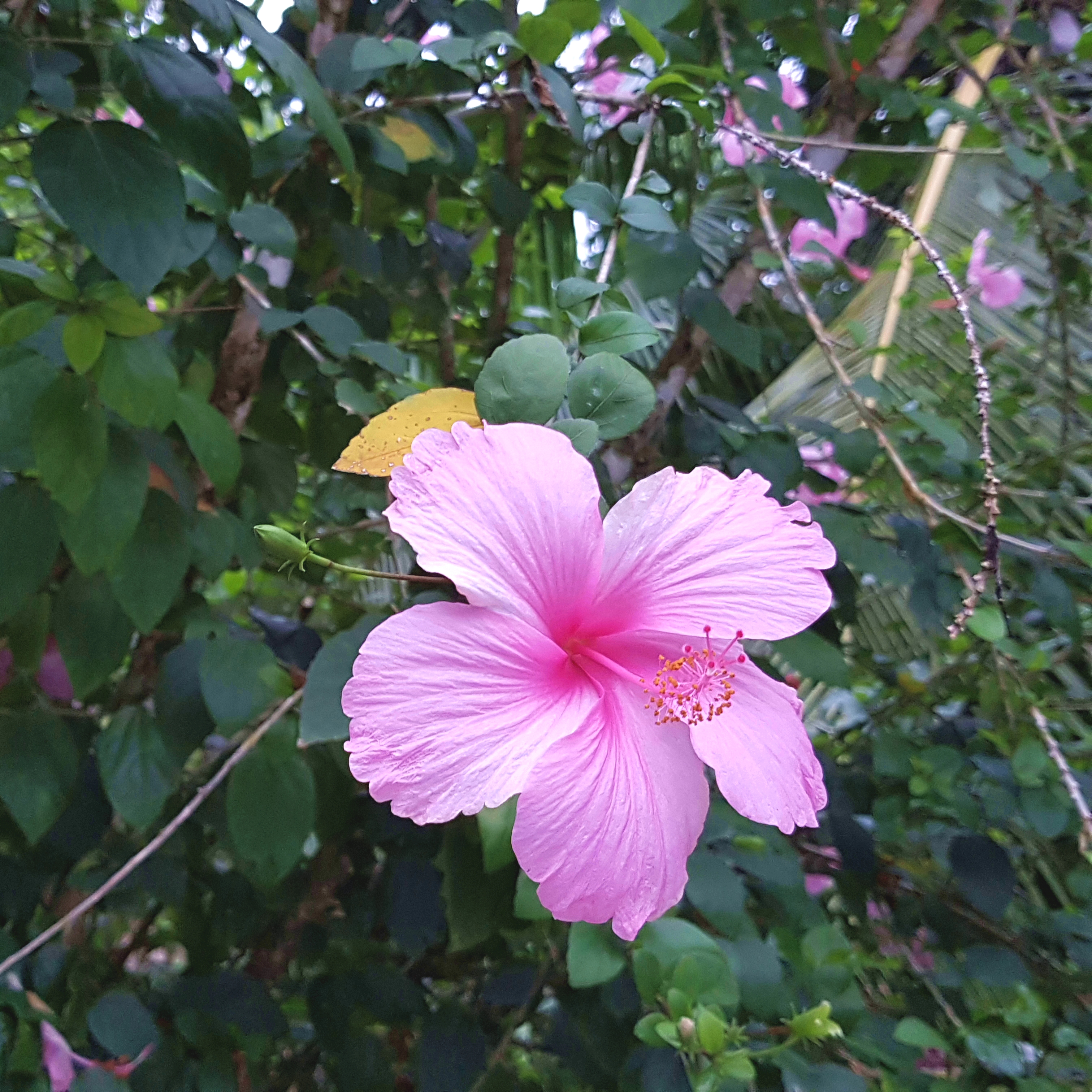 Costa Rica Impressionen Fantasia Blumen2