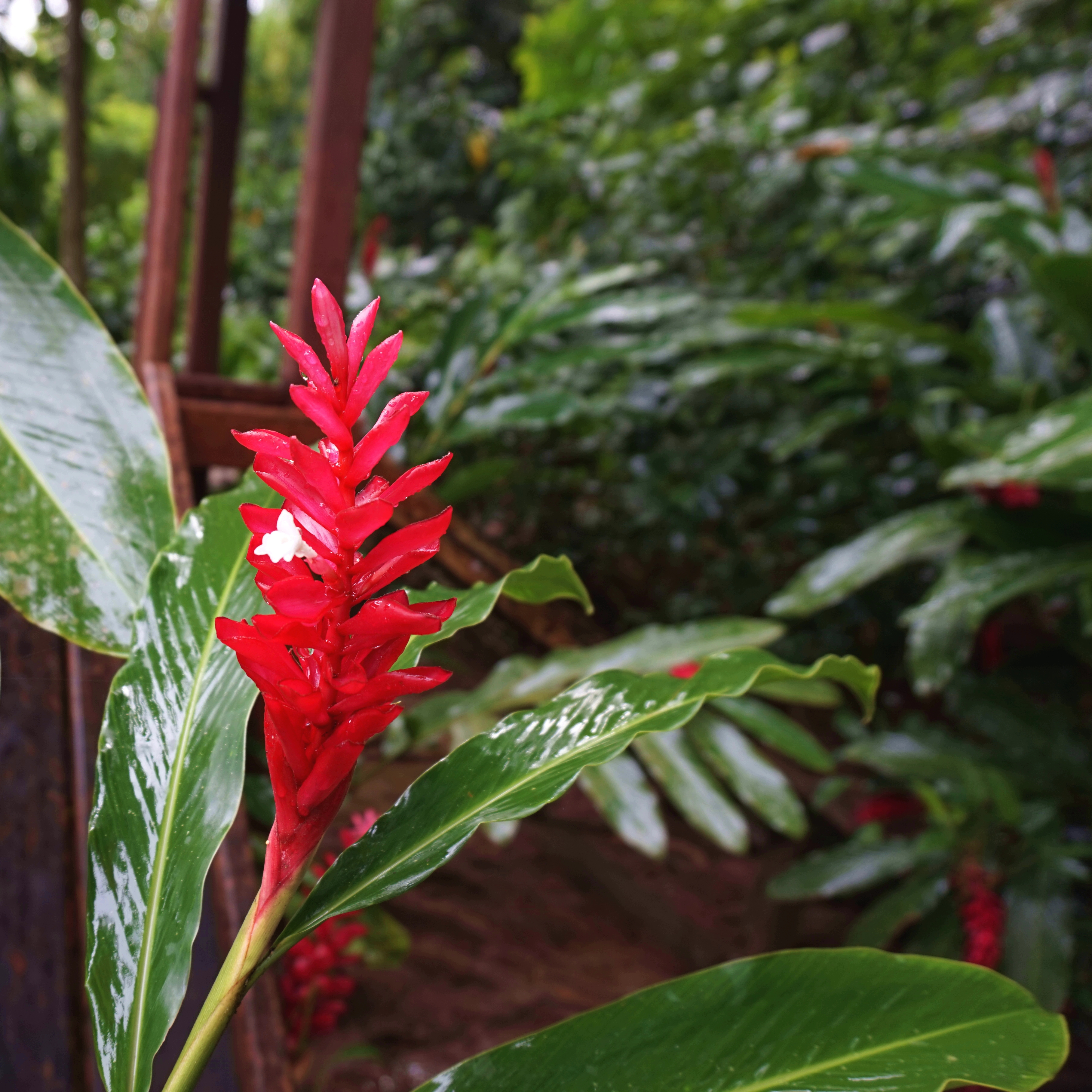Costa Rica Impressionen Fantasia Blumen25