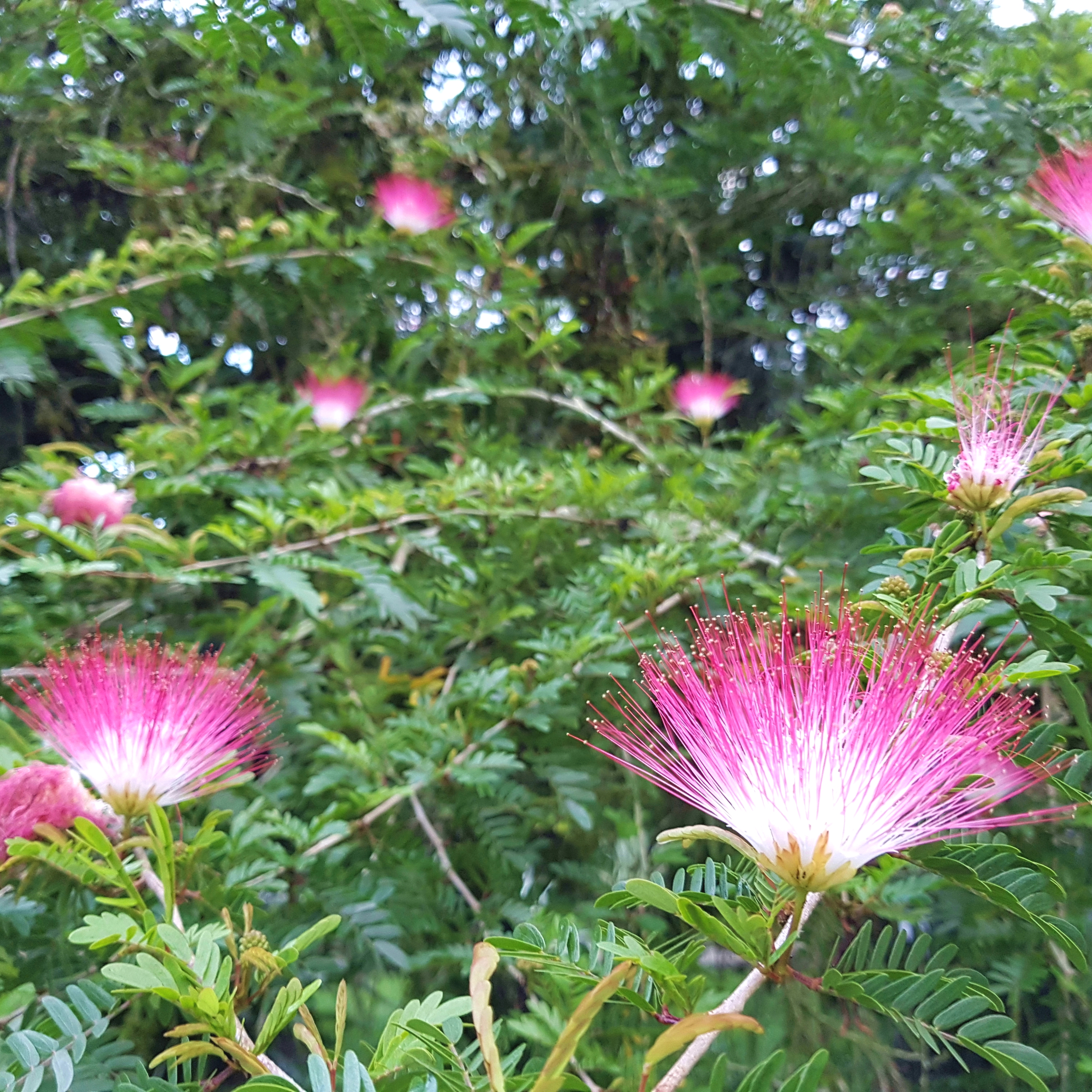 Costa Rica Impressionen Fantasia Blumen5