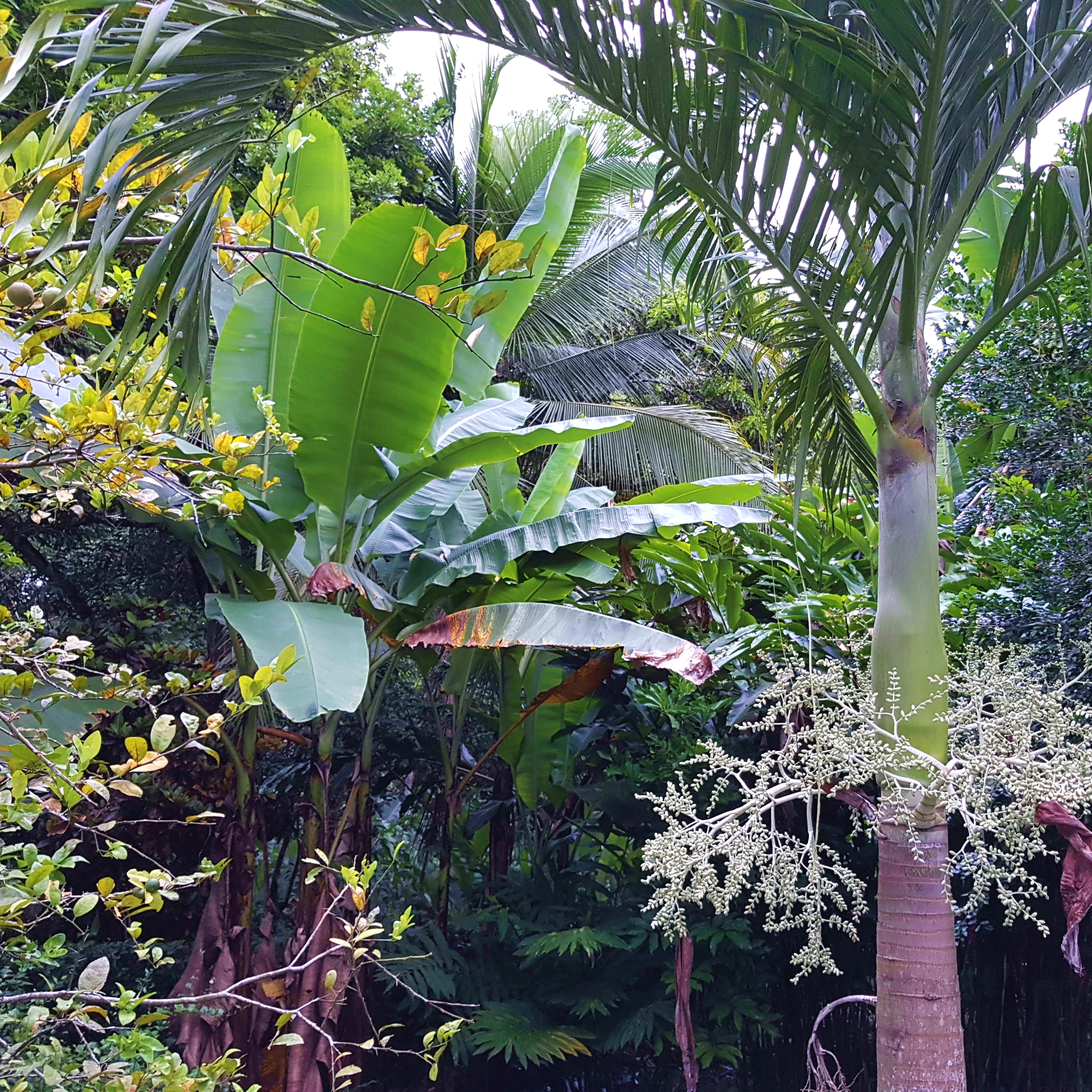Titelbild Costa Rica Fantasia Blumen