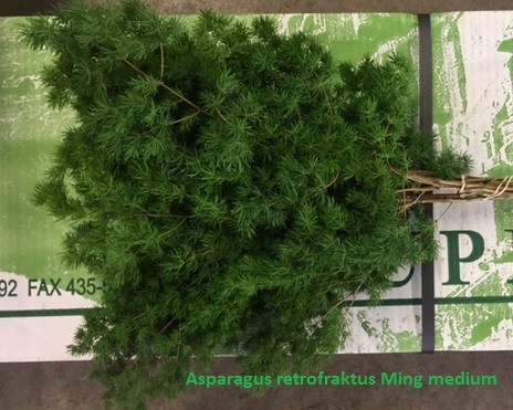 Asparagus-retrofraktus-ming-medium