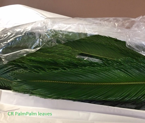 Cr-Palm-leaves