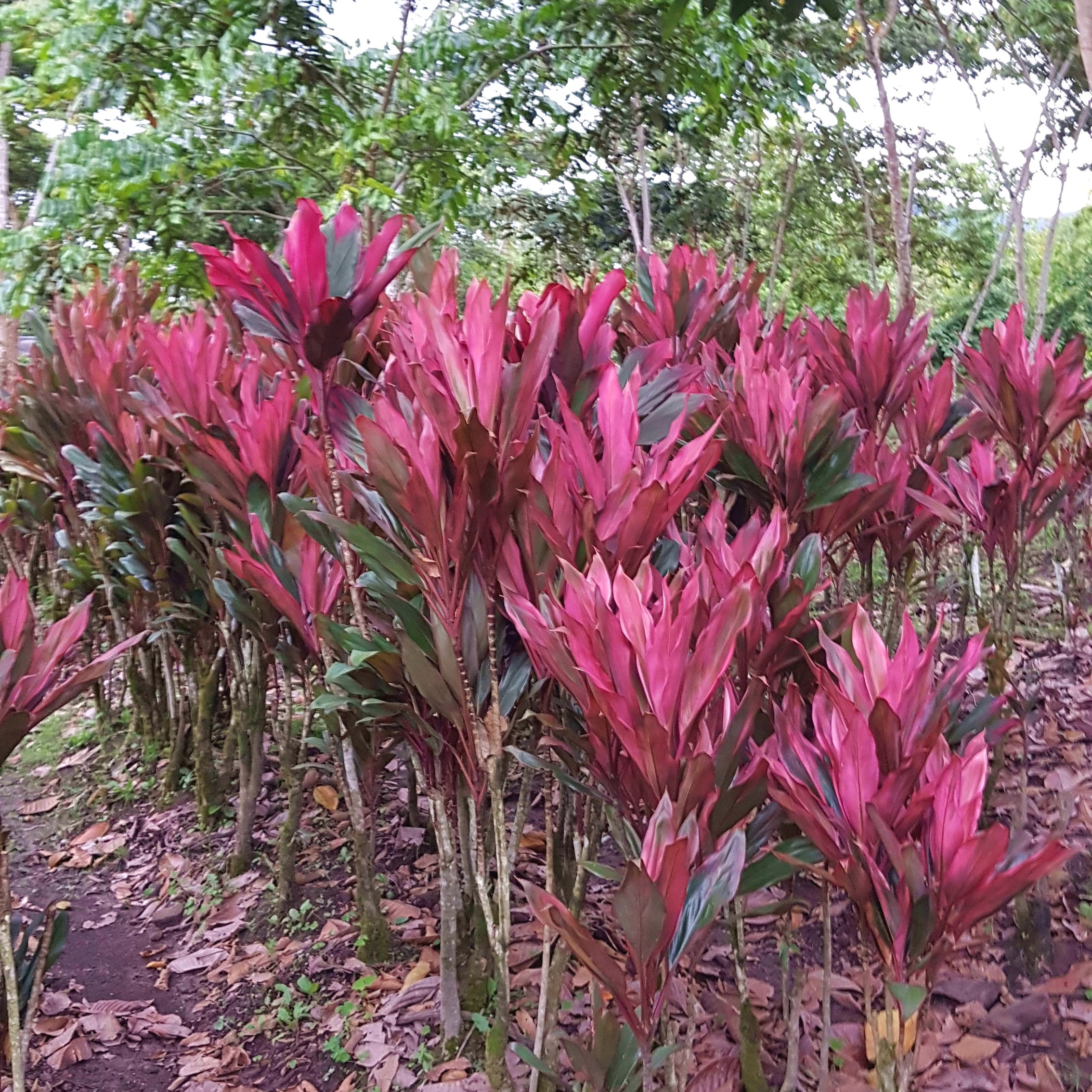 Impressionen 10 Peru Direktimport Fantasia Blumen