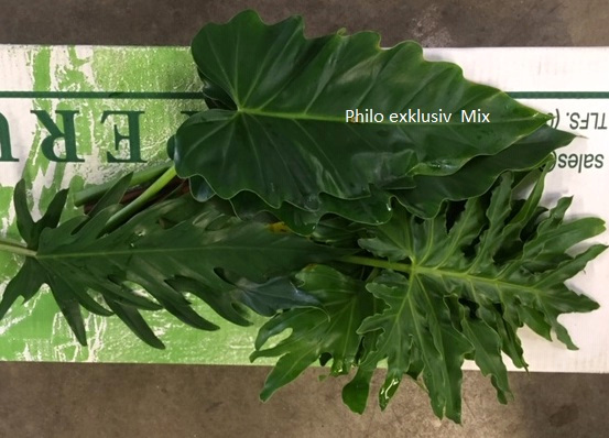 Philodendron-exklusiv-mix