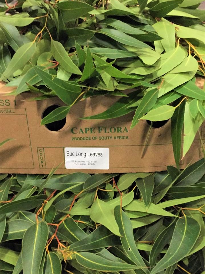 FERN-Eucalyptus-Long-Leaves