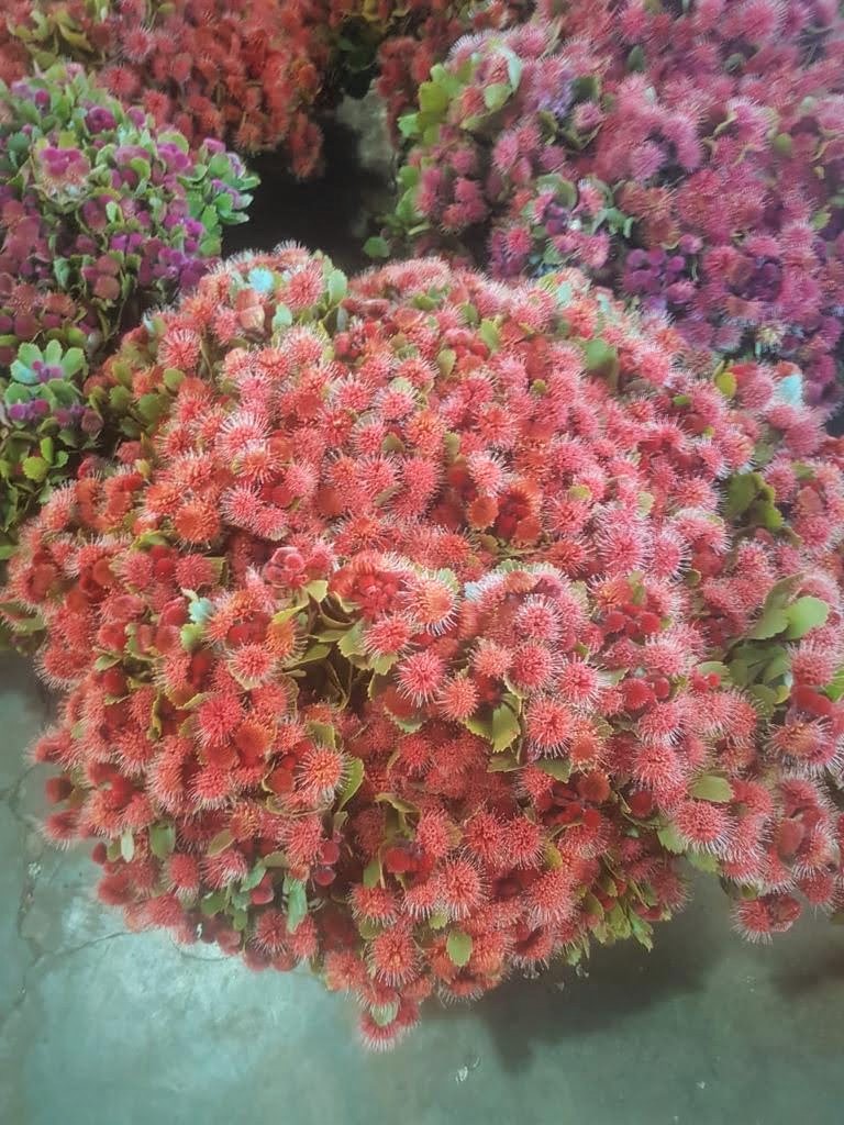GREENS-Winterii-gefrbt-coral